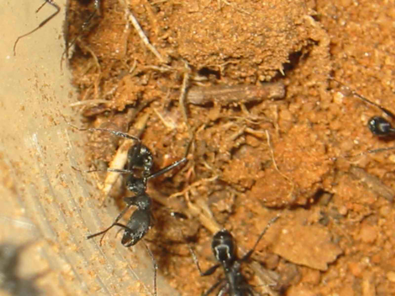 aphaenogaster