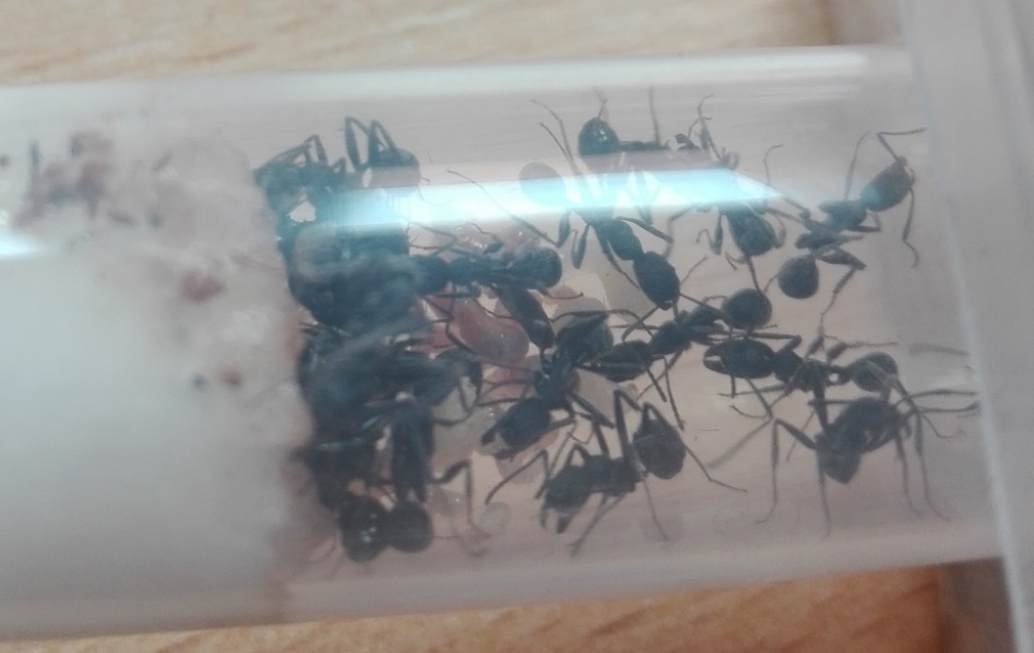 Aphaenogaster