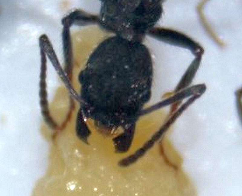 Cabeza de Aphaenogaster