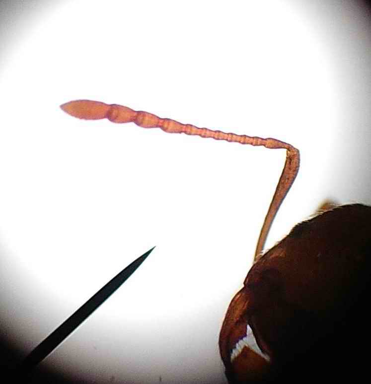 Aphaenogaster sp.? antena