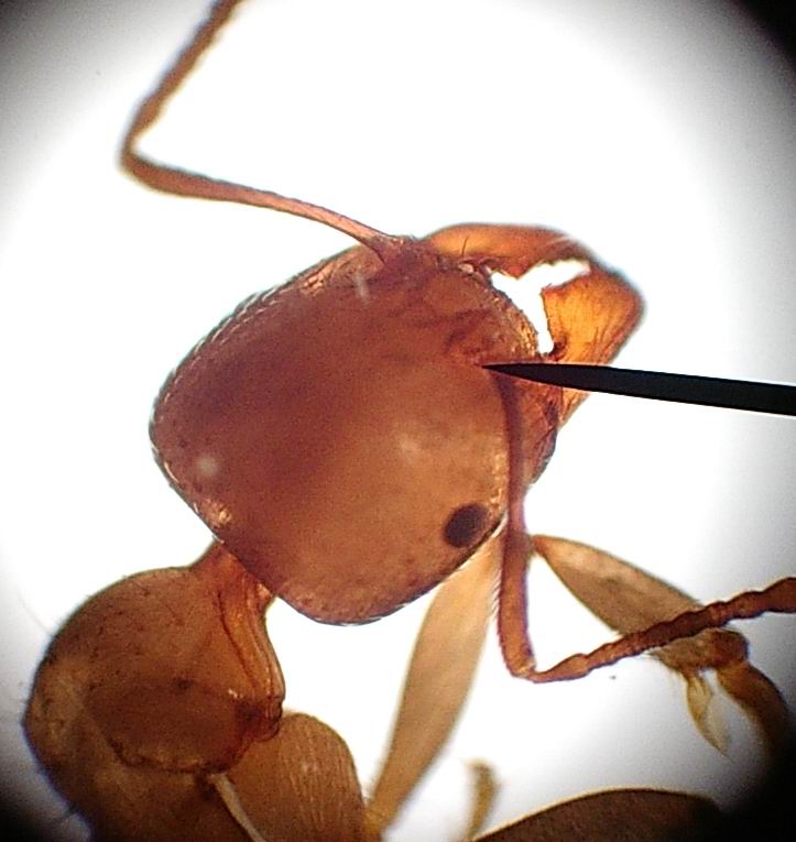 Aphaenogaster sp.? cabezafrontal