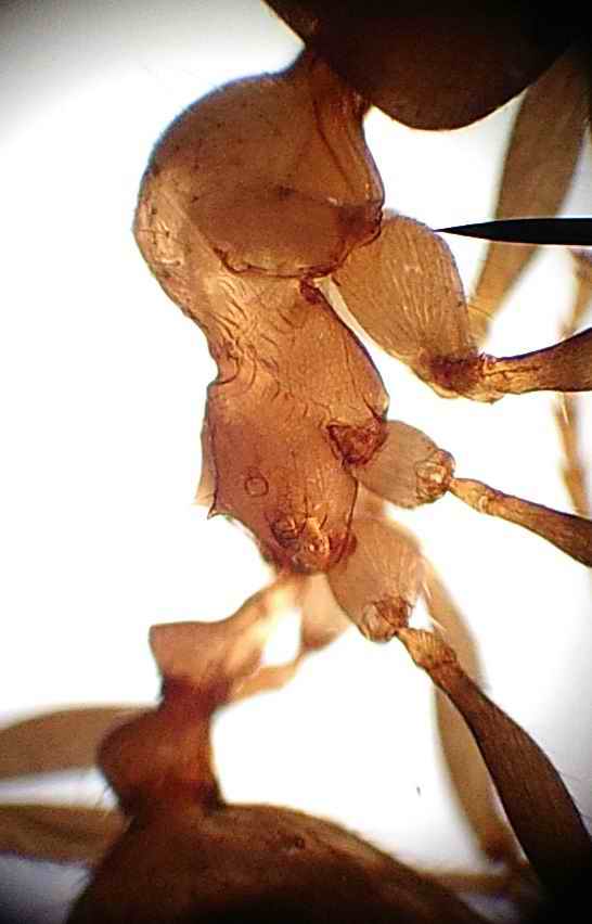Aphaenogaster sp.? Propodio x100