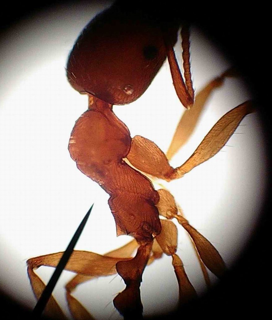 Aphaenogaster sp. "B" mesosoma