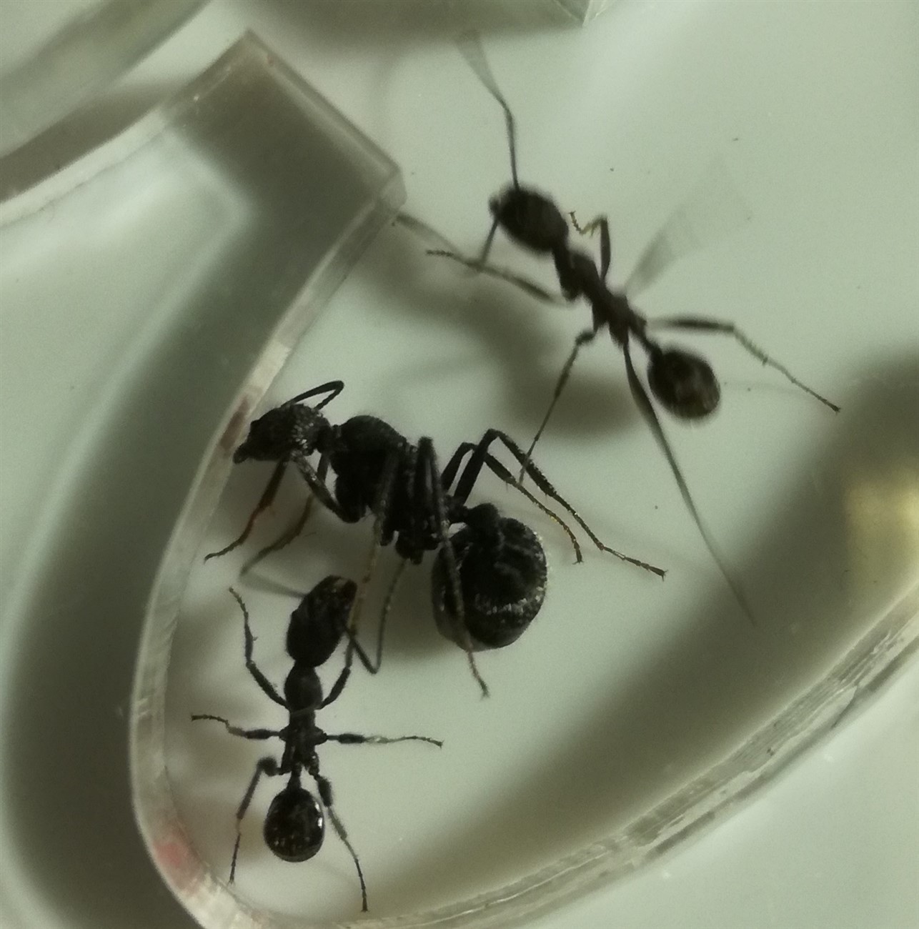 Aphaenogaster sp.