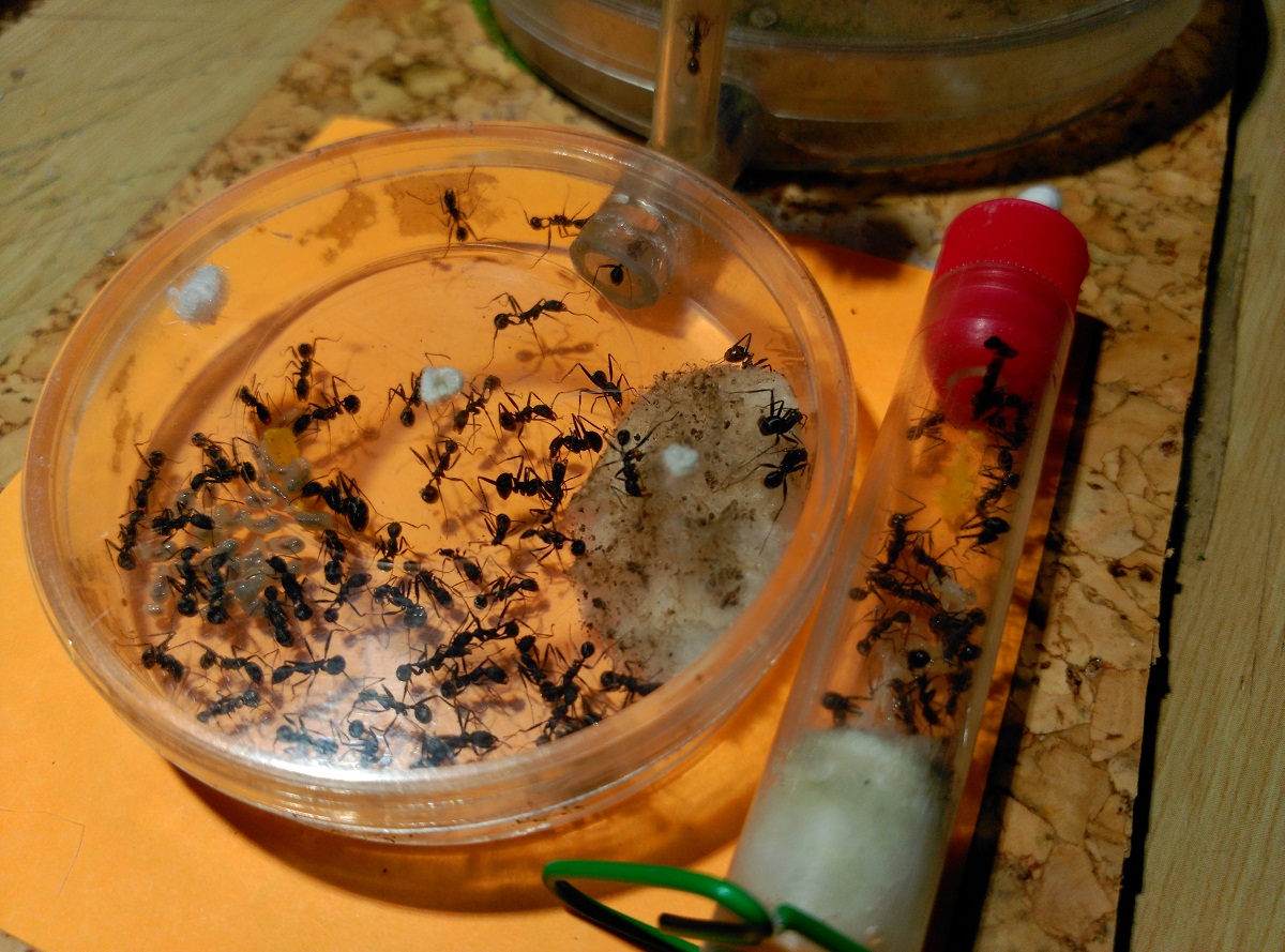 Alilibo Congelaci�n forzosa experimento 1