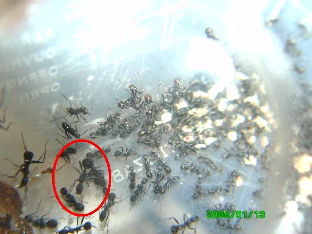 Aphaenogaster de Rivas