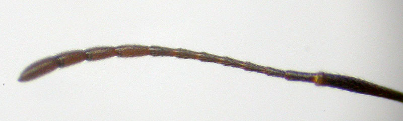 aphaenogaster