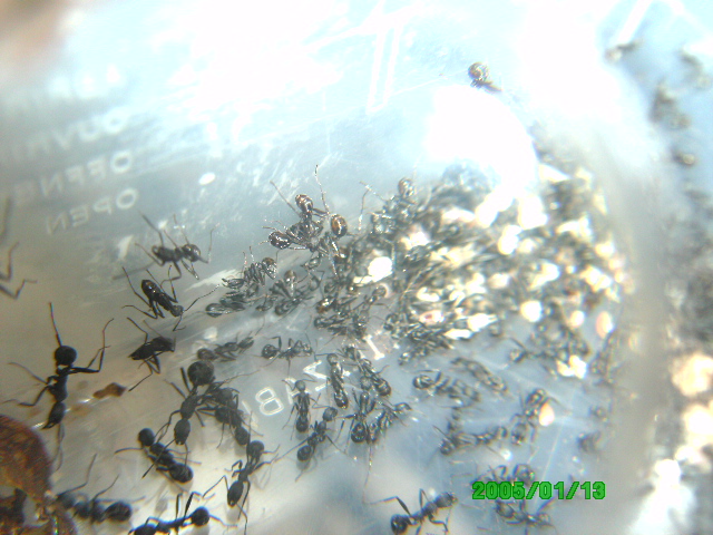 Aphaenogaster de Rivas