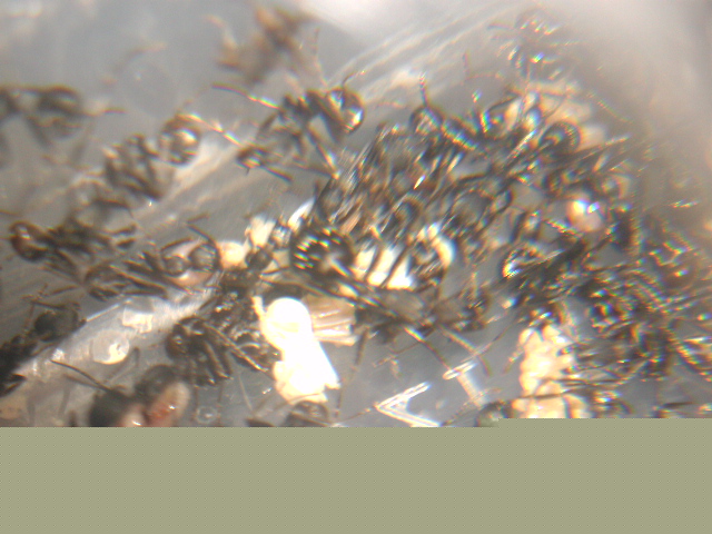 Aphaenogaster de Rivas