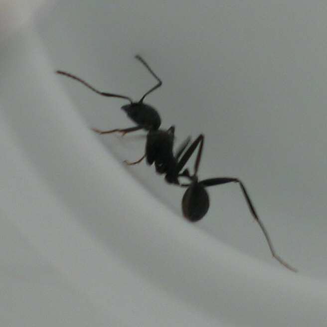 Hormiga 3