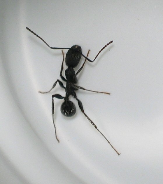 Hormiga 2
