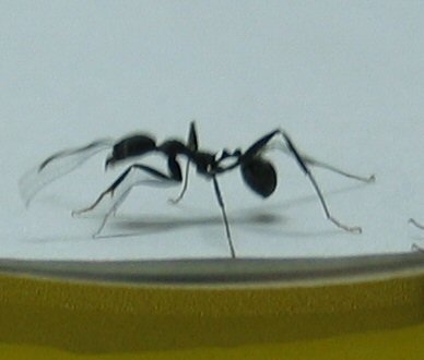 Hormiga 1