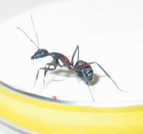 Hormiga 2