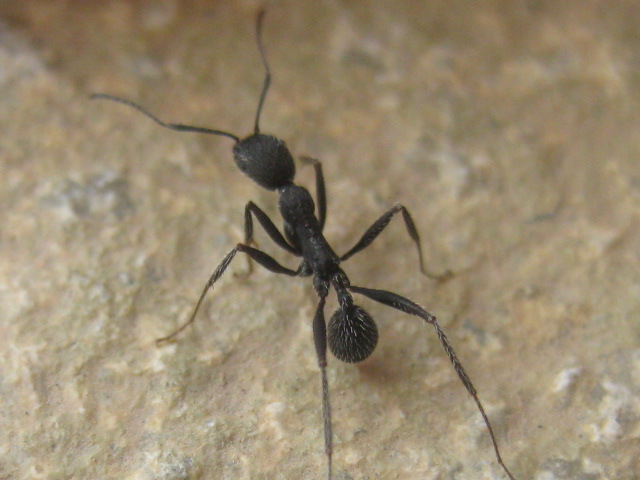 aphaenogaster