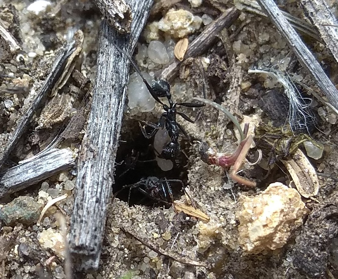 Traslado Aphaenogaster.