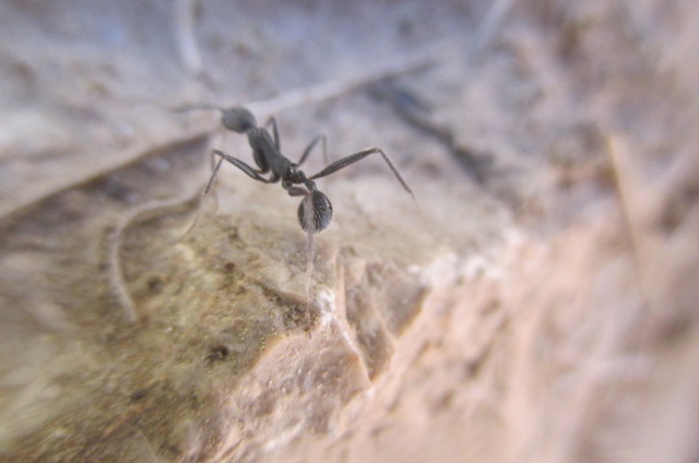 Aphaenogaster sp.