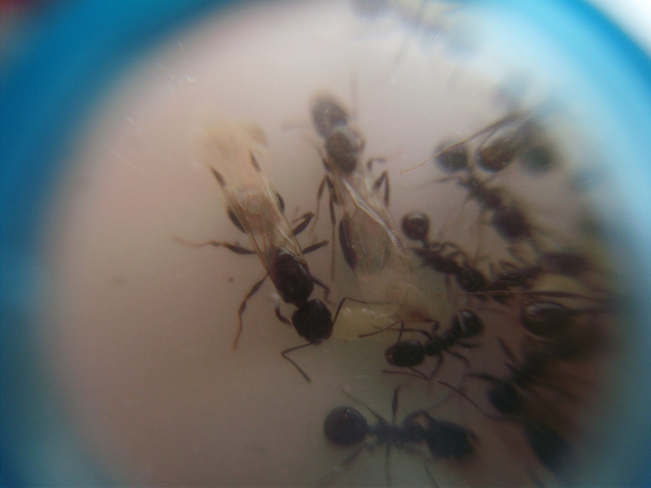 Aphaenogaster_1