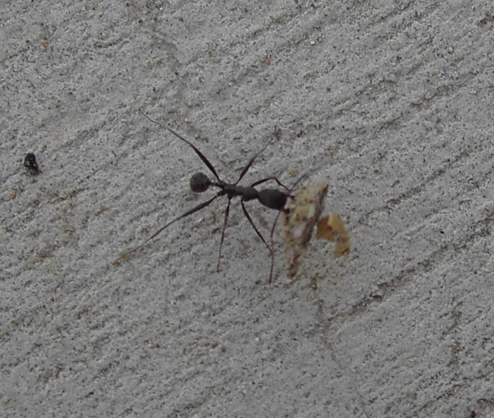 Aphaenogaster iberica