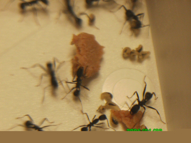 Larvas de Aphaenogaster sin reina (reina Messor, obreras Aphaenogaster)