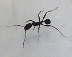 aphaenogaster1