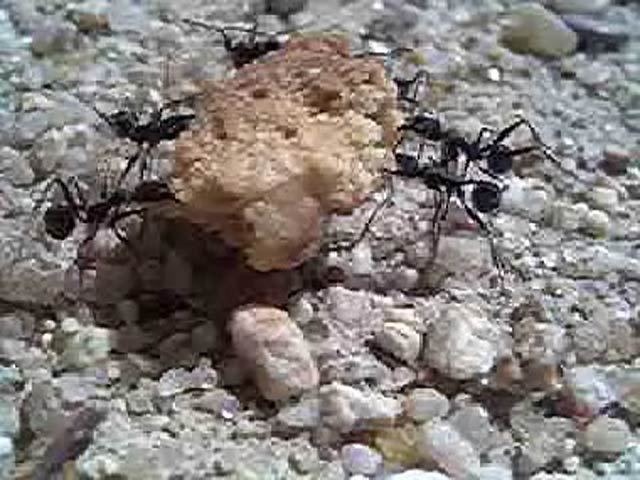 Aphaenogaster (por quos)