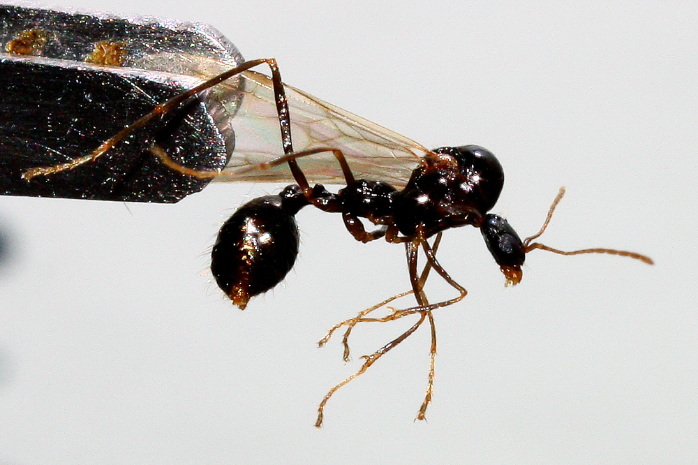 macho de A. mherasi