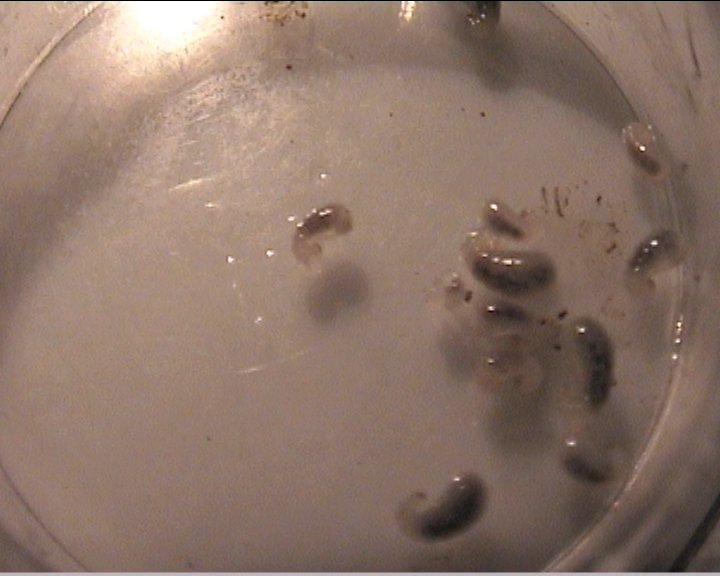 larvas de aphaenogaster