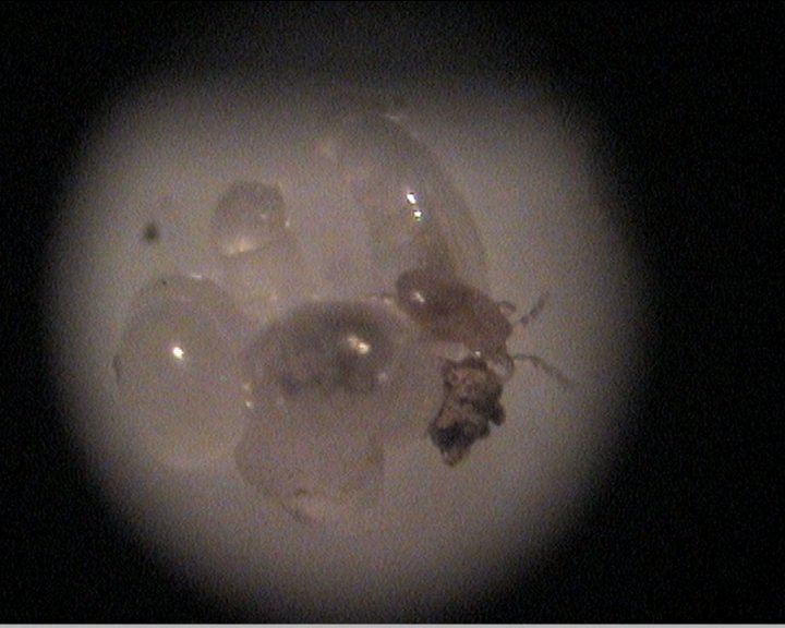 larvas con parasitos