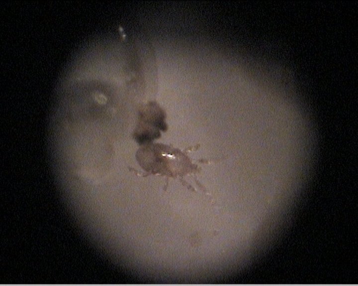 detalle del parasito