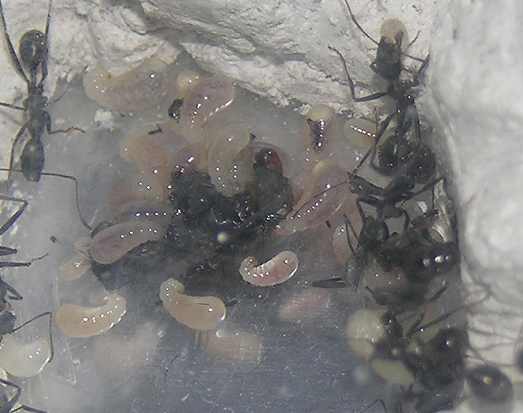 esto era una mosca?