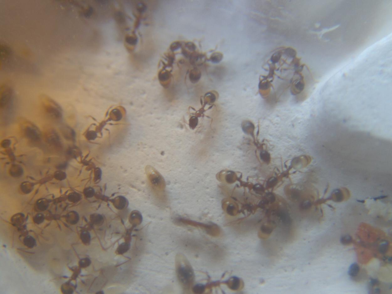 Colonia Temnothorax1