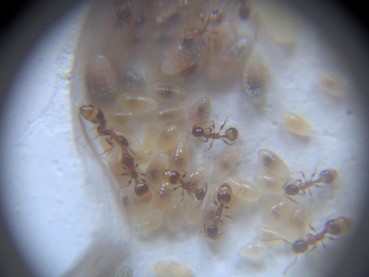 C. Temno 1