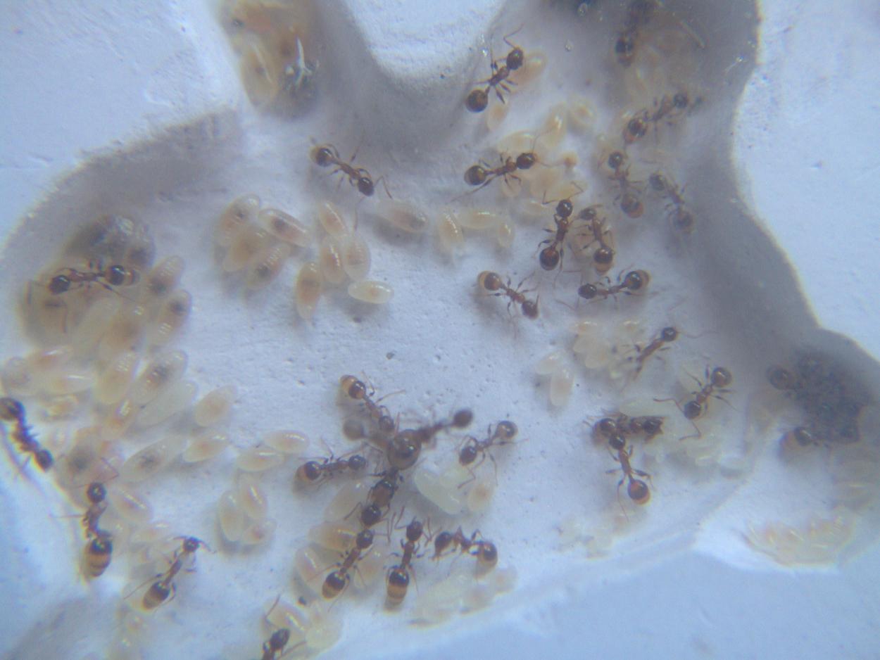 C. Temno 4