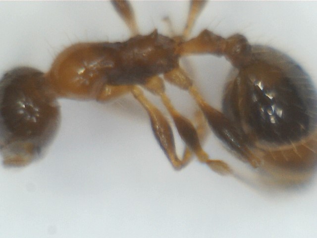 Temnothorax recedens