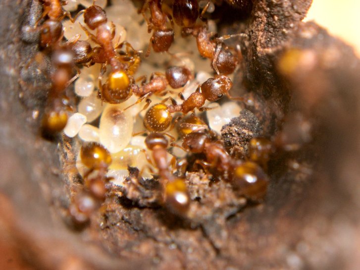 Temnothorax recedens