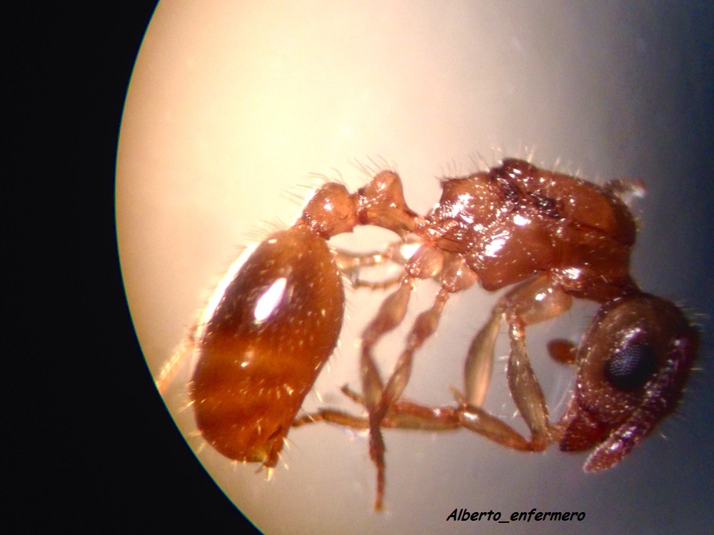reina chalepoxenus