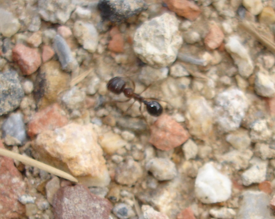 ayuda a identificar