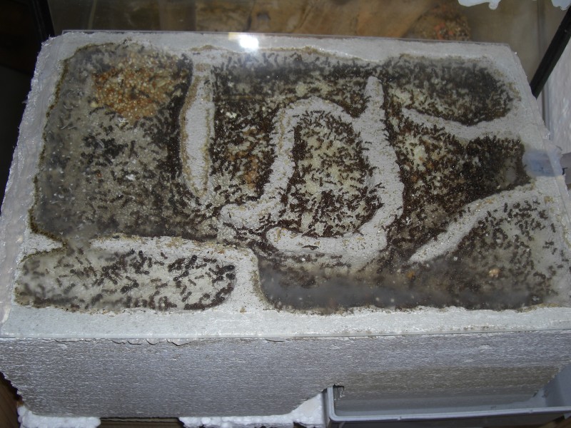 http://www.eatenbyinsects.de