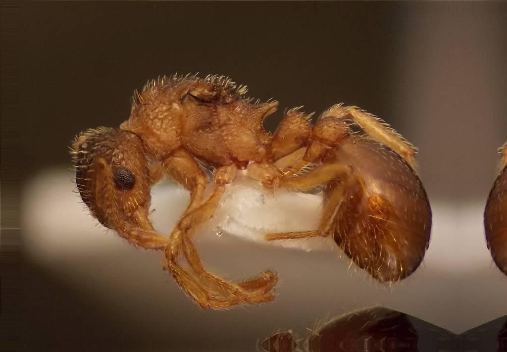 Myrmica lemasnei
