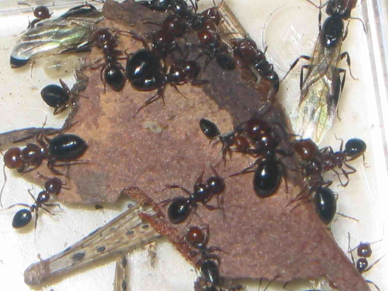 posible crematogaster scutellaris