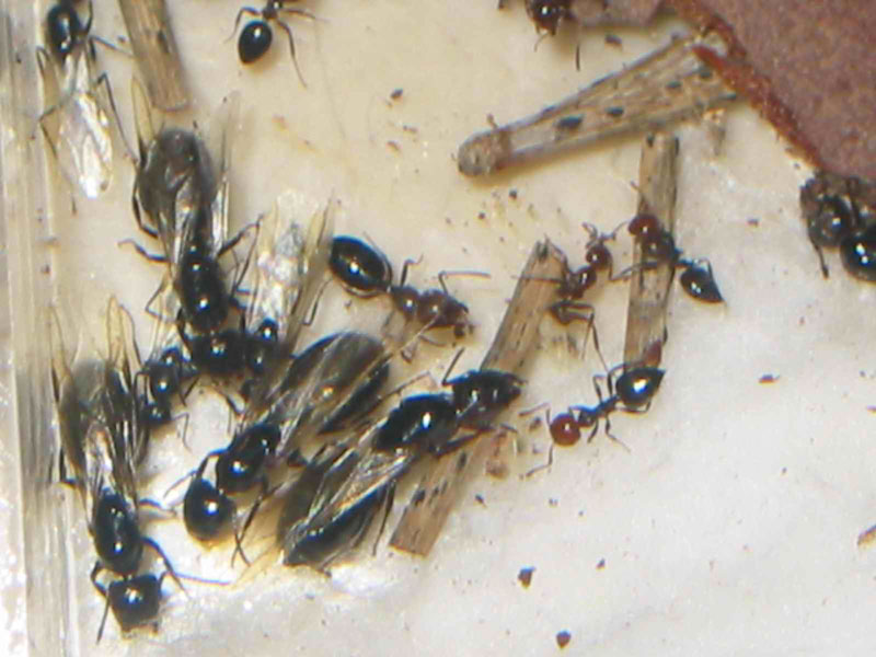 posible crematogaster scutellaris