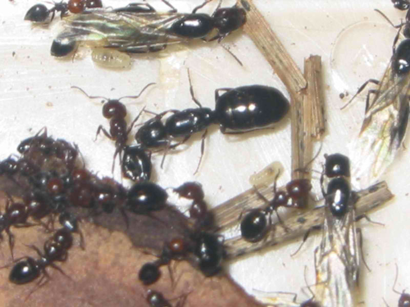 posible crematogaster scutellaris