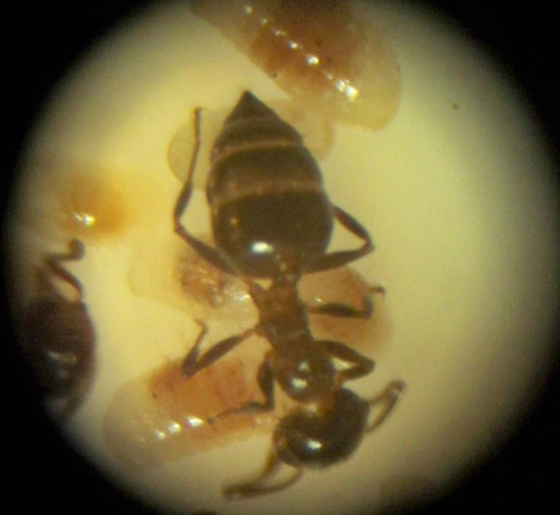 Crematogaster auberti