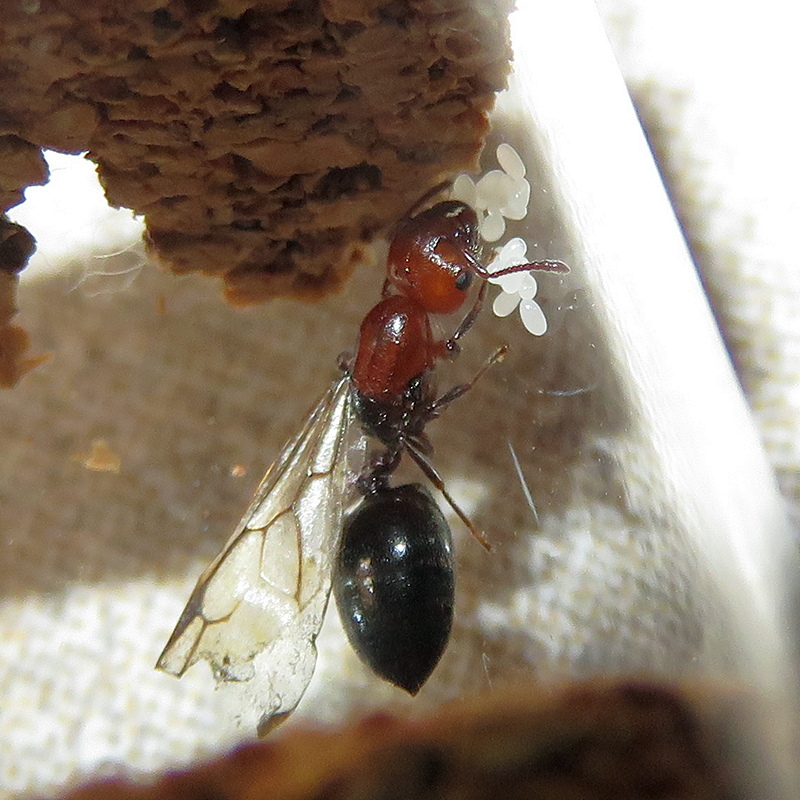 Reina Crematogaster scutellaris con cr�as