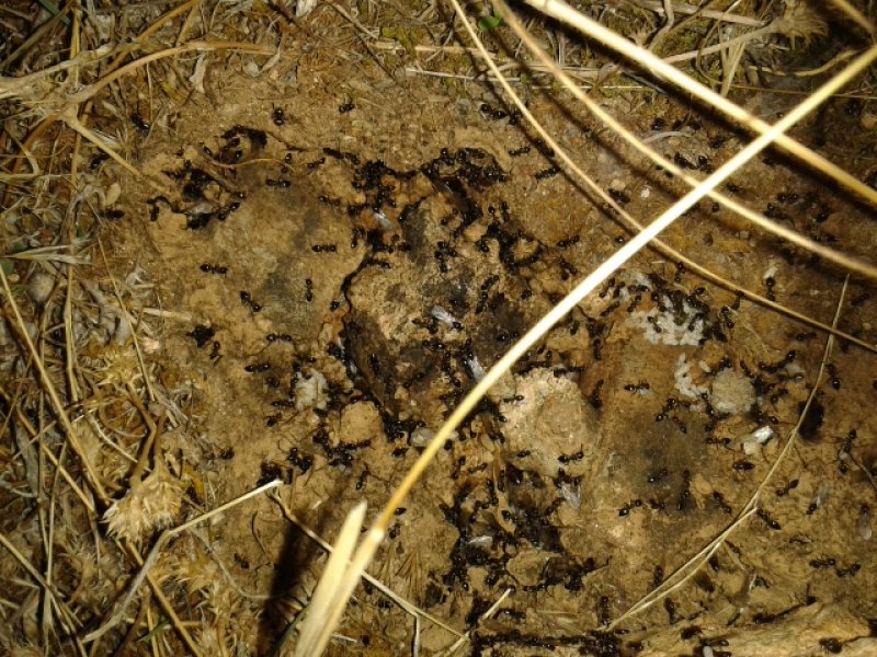 Crematogaster?