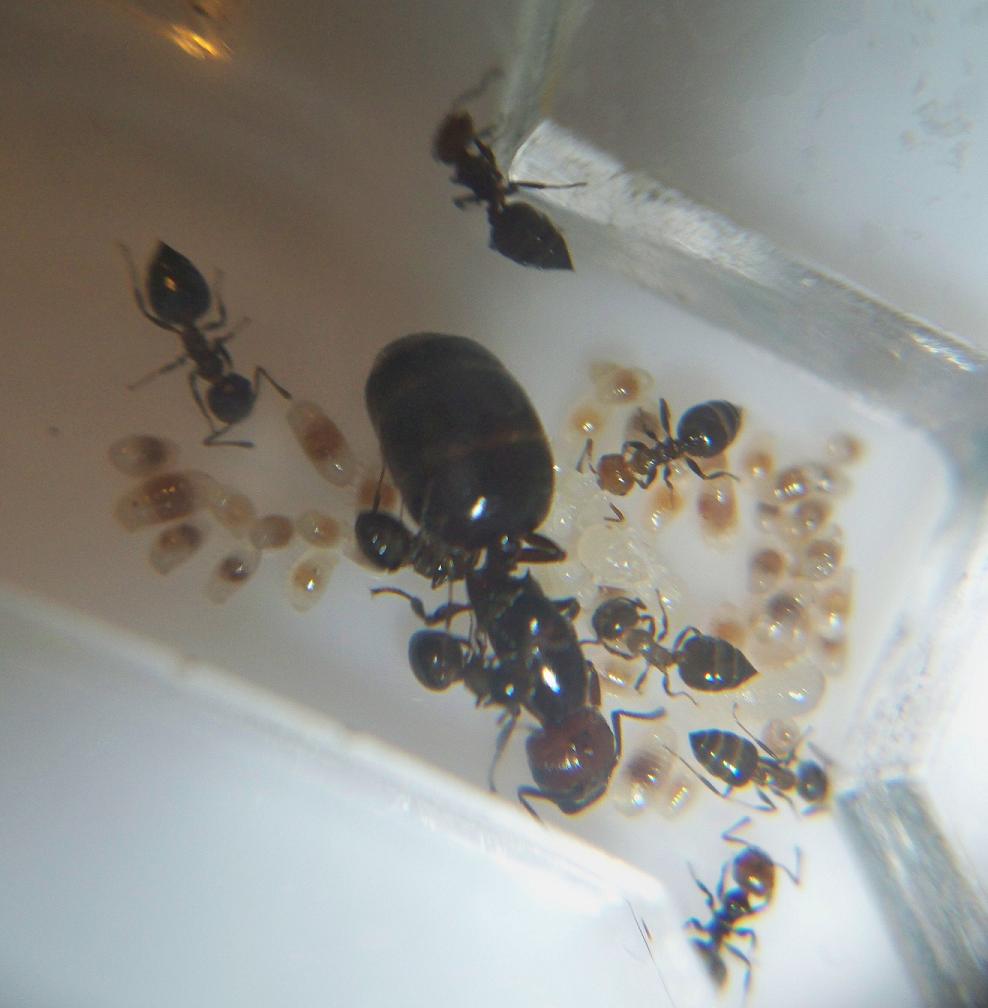 Crematogaster