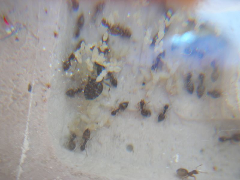 Crematogaster Forrest 1
