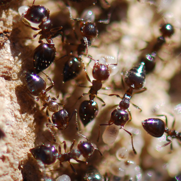 Crematogaster sordidula  2/3