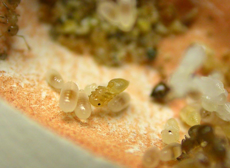Colonia Crematogaster sp.