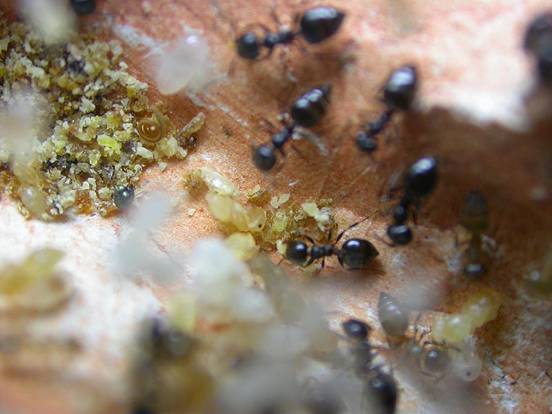 Colonia Crematogaster sp.